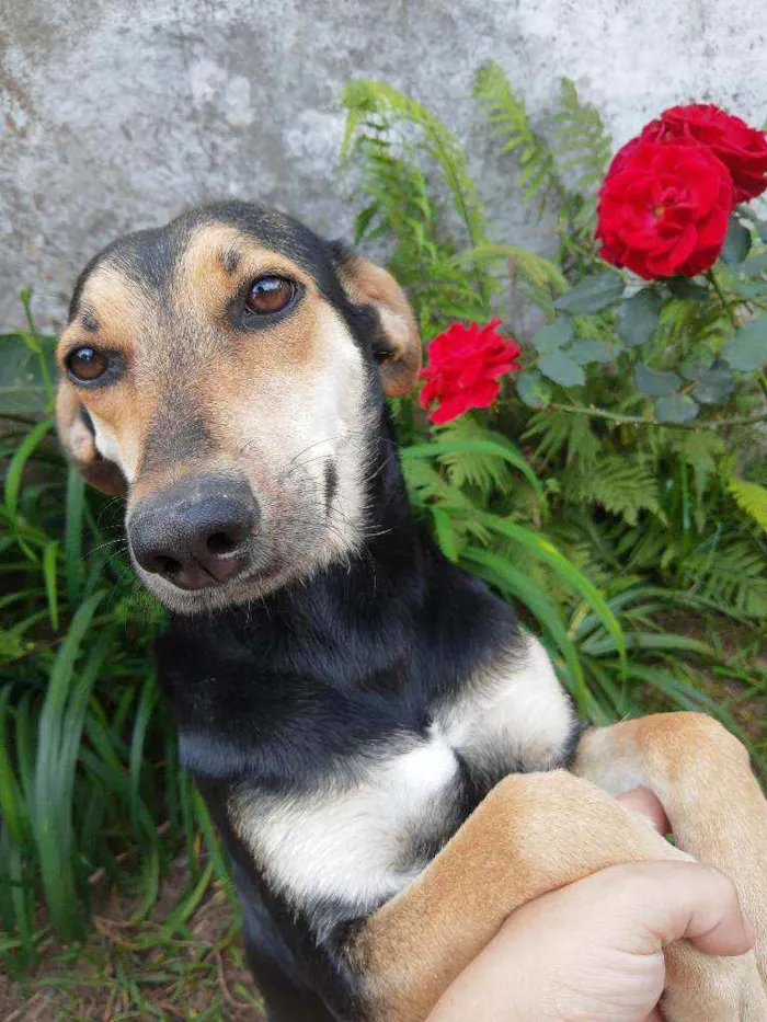 Cachorro ra a Vira lata idade 2 anos nome Anitta