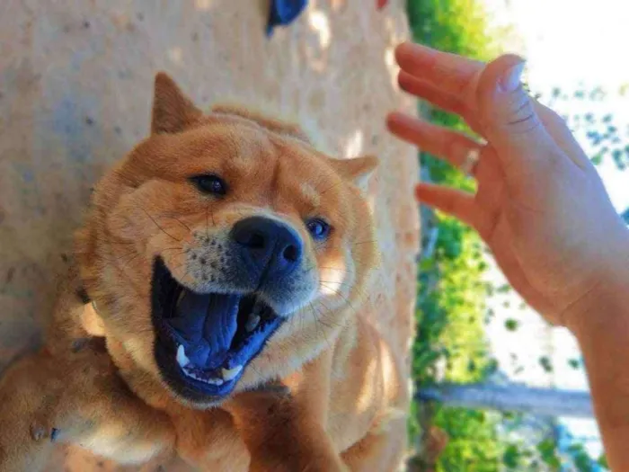 Cachorro ra a Chow Chow idade 3 anos nome Toya