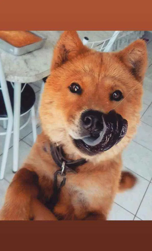 Cachorro ra a Chow Chow idade 3 anos nome Toya