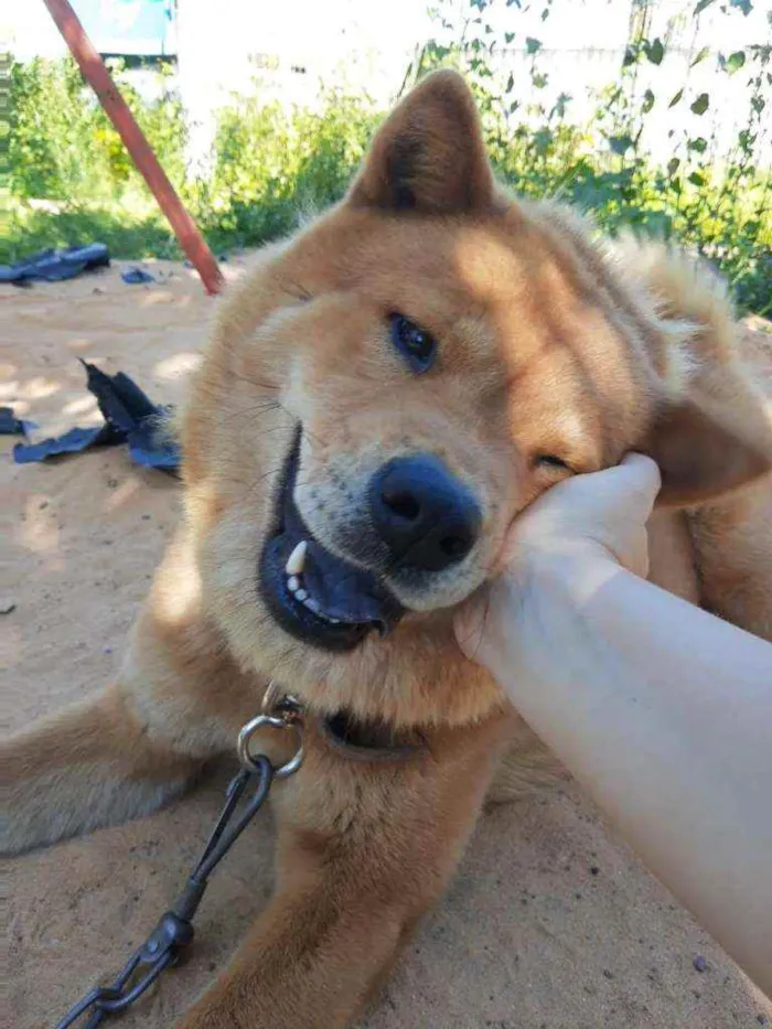 Cachorro ra a Chow Chow idade 3 anos nome Toya