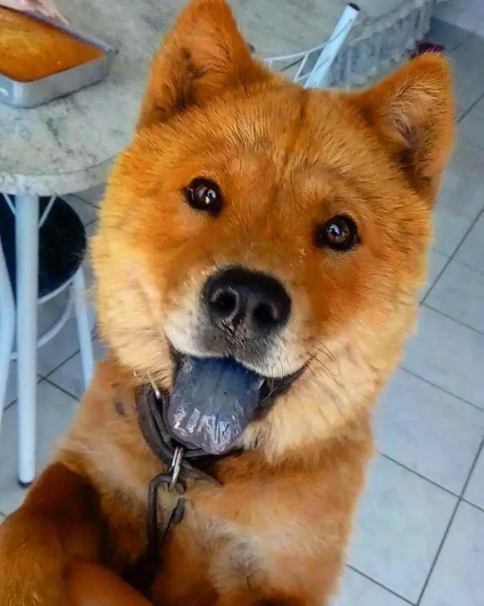 Cachorro ra a Chow Chow idade 3 anos nome Toya