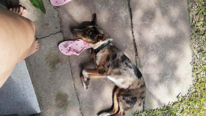 Cachorro ra a Vira lata idade 7 a 11 meses nome Luna