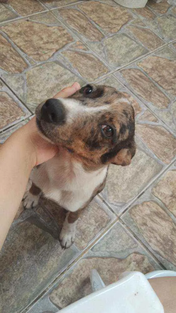 Cachorro ra a Vira lata idade 7 a 11 meses nome Luna