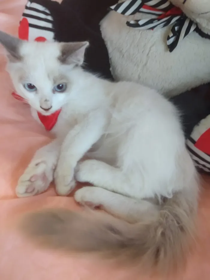 Gato ra a SEM RAÇA DEFINIDA.  idade 2 a 6 meses nome SEM NOME.