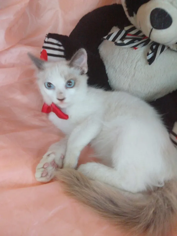 Gato ra a SEM RAÇA DEFINIDA.  idade 2 a 6 meses nome SEM NOME.