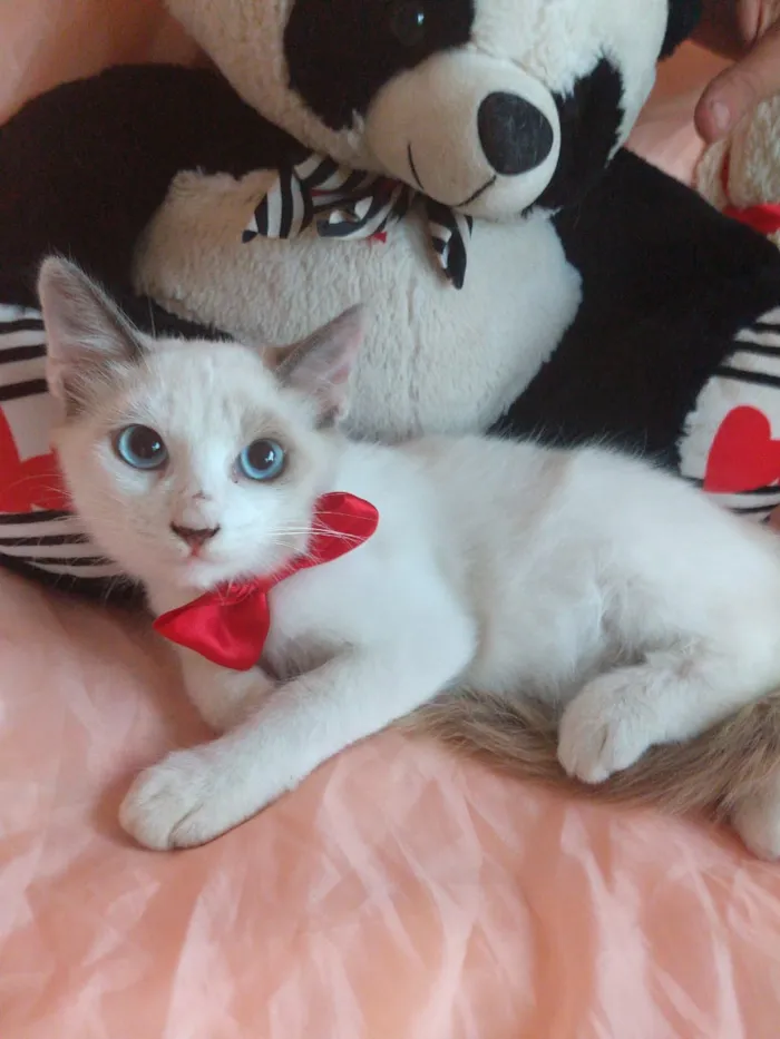 Gato ra a SEM RAÇA DEFINIDA.  idade 2 a 6 meses nome SEM NOME.
