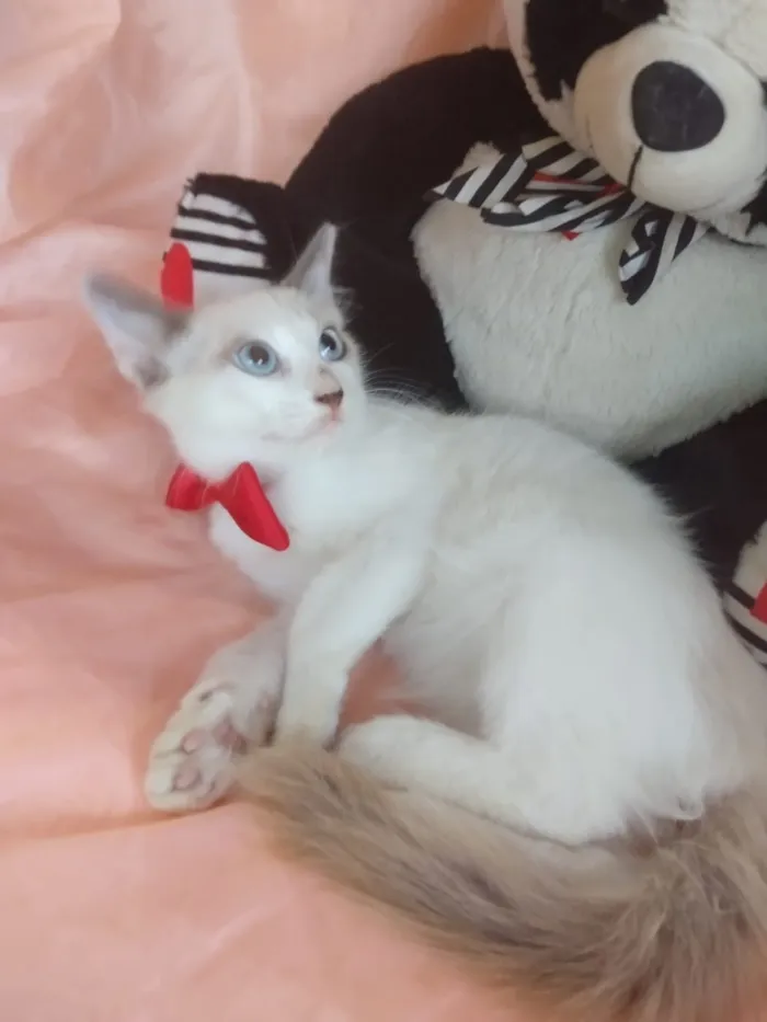 Gato ra a SEM RAÇA DEFINIDA.  idade 2 a 6 meses nome SEM NOME.