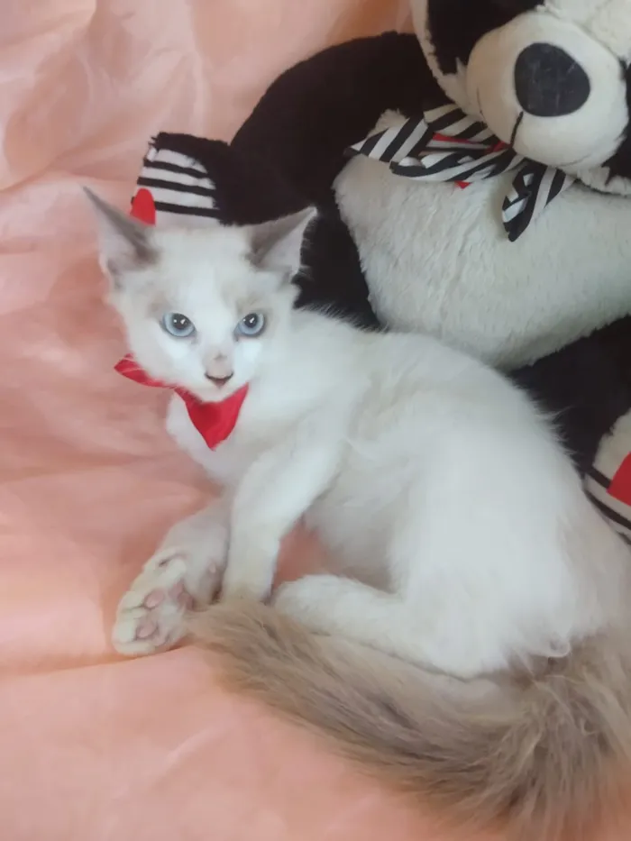 Gato ra a SEM RAÇA DEFINIDA.  idade 2 a 6 meses nome SEM NOME.