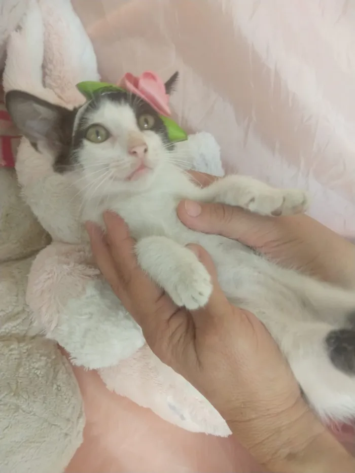 Gato ra a SEM RAÇA DEFINIDA.  idade 2 a 6 meses nome SEM NOME.