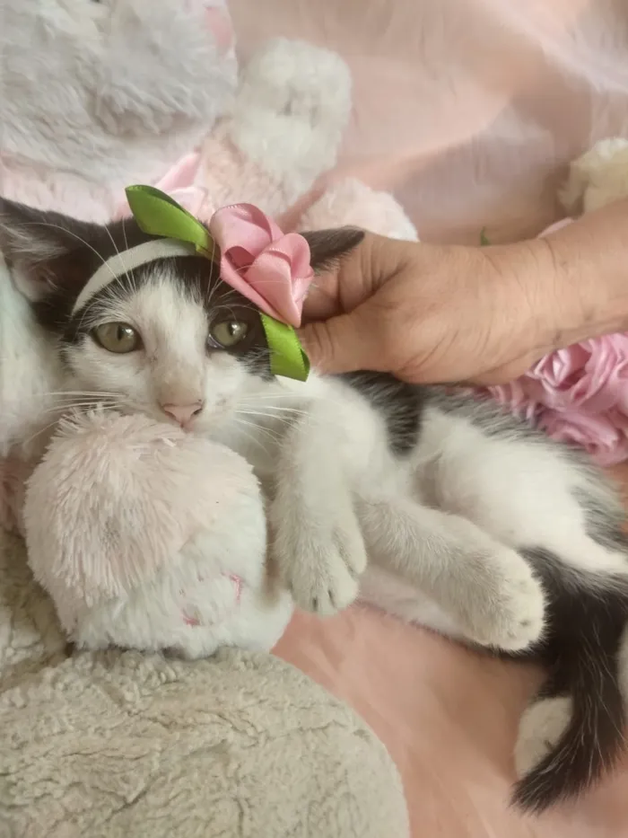 Gato ra a SEM RAÇA DEFINIDA.  idade 2 a 6 meses nome SEM NOME.