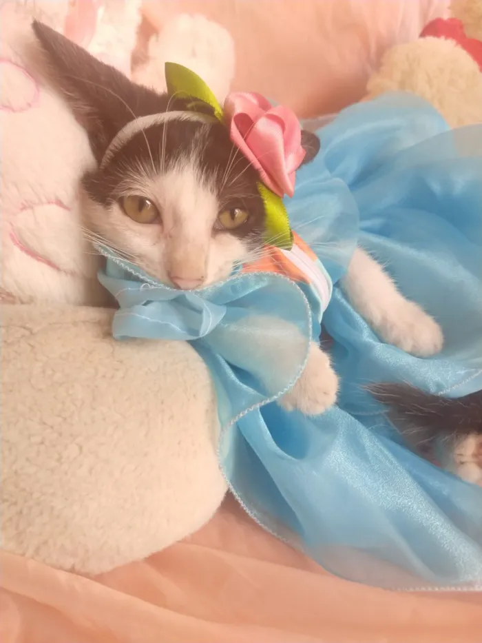 Gato ra a SEM RAÇA DEFINIDA.  idade 2 a 6 meses nome SEM NOME.