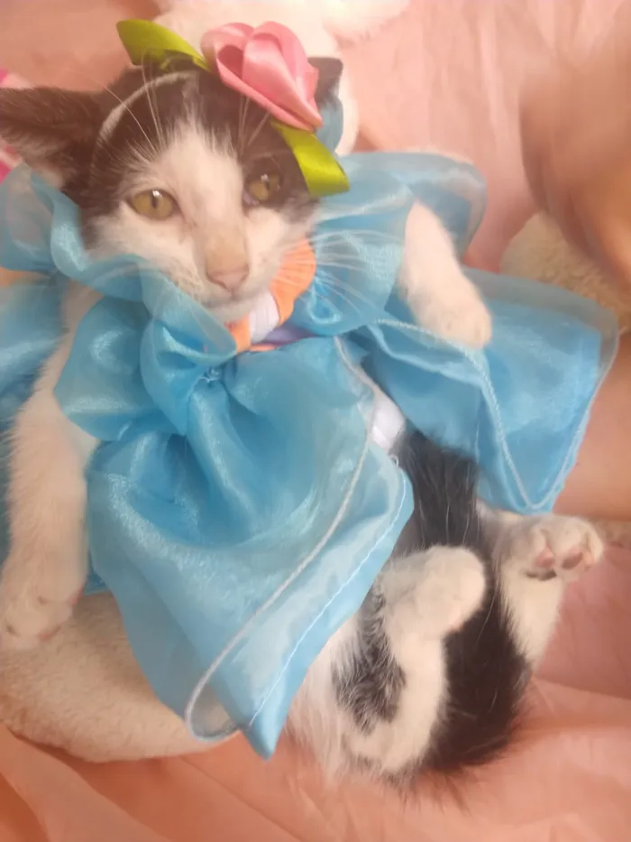 Gato ra a SEM RAÇA DEFINIDA.  idade 2 a 6 meses nome SEM NOME.