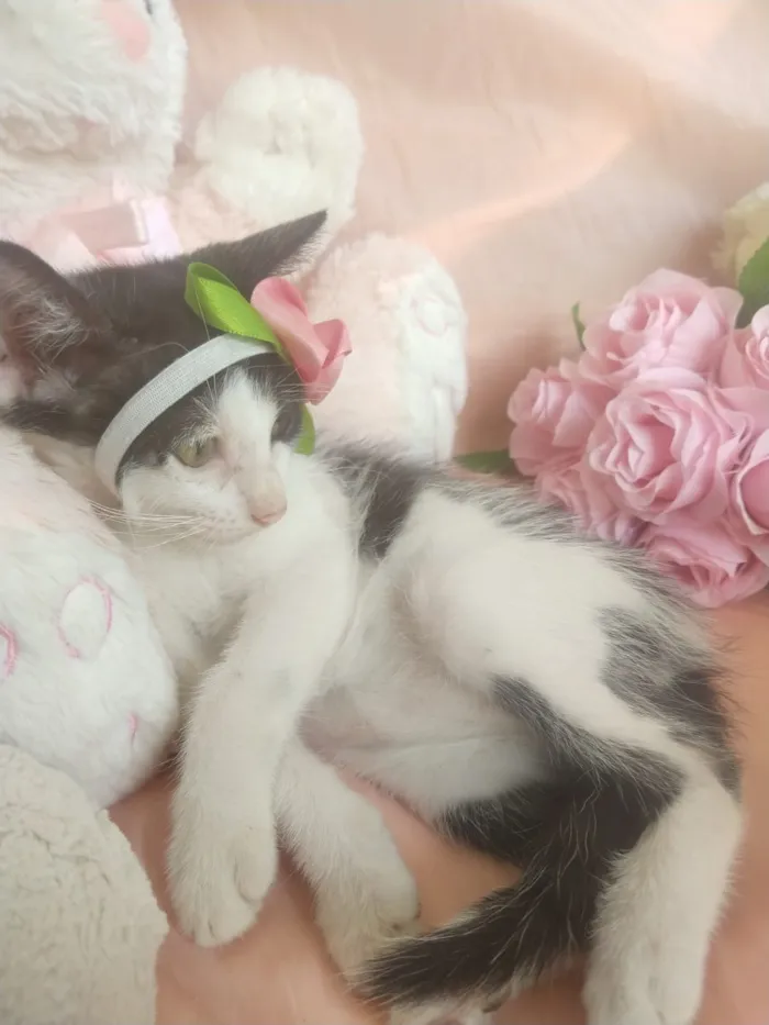 Gato ra a SEM RAÇA DEFINIDA.  idade 2 a 6 meses nome SEM NOME.