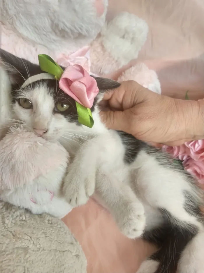 Gato ra a SEM RAÇA DEFINIDA.  idade 2 a 6 meses nome SEM NOME.