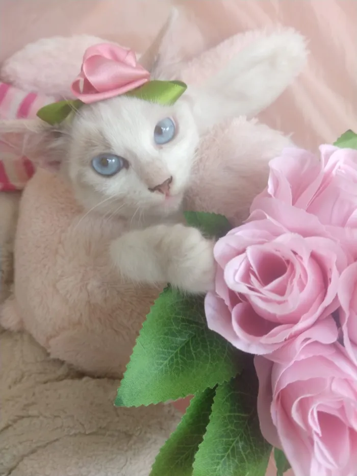Gato ra a SEM RAÇA DEFINIDA.  idade 2 a 6 meses nome SEM NOME.