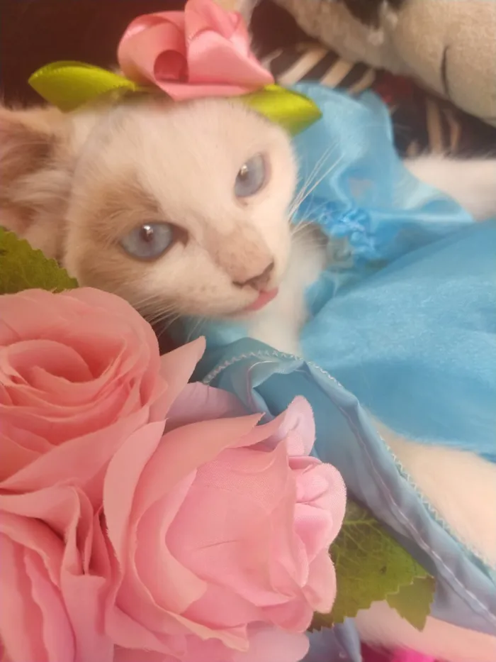 Gato ra a SEM RAÇA DEFINIDA.  idade 2 a 6 meses nome SEM NOME.