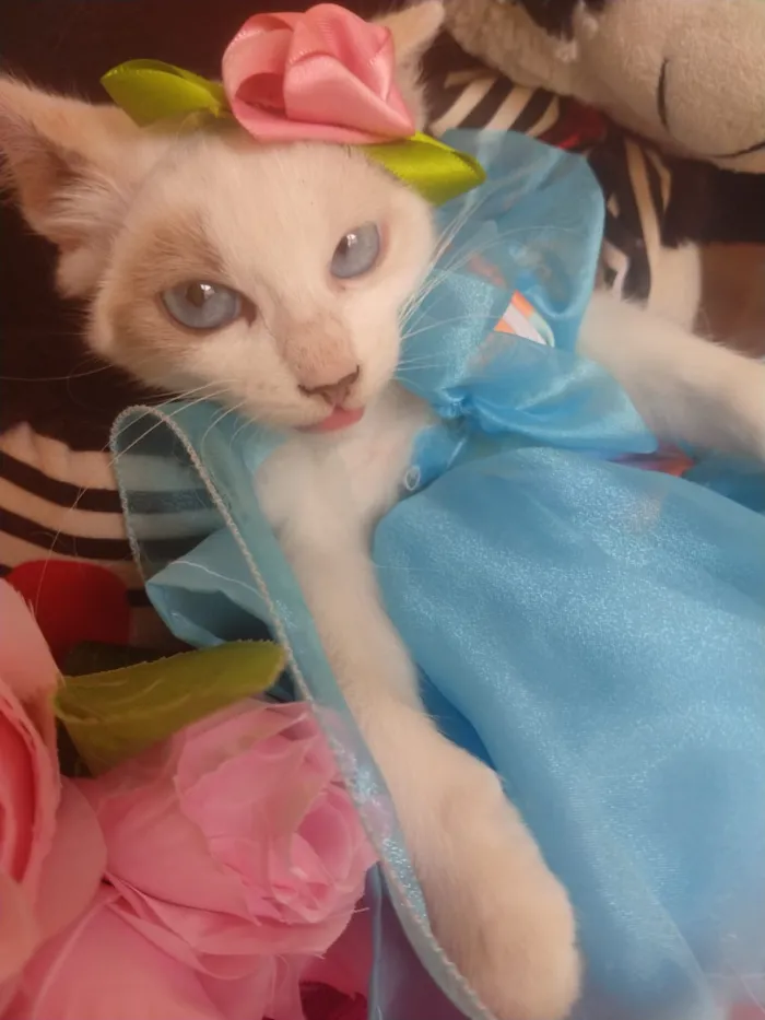 Gato ra a SEM RAÇA DEFINIDA.  idade 2 a 6 meses nome SEM NOME.