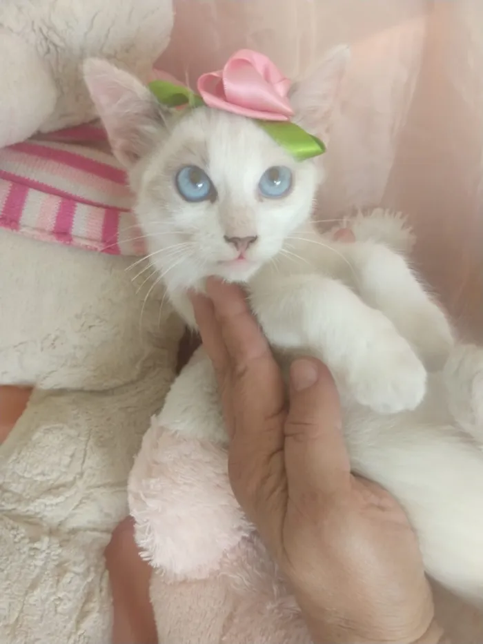 Gato ra a SEM RAÇA DEFINIDA.  idade 2 a 6 meses nome SEM NOME.