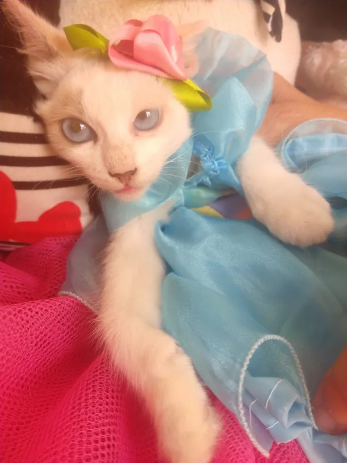 Gato ra a SEM RAÇA DEFINIDA.  idade 2 a 6 meses nome SEM NOME.