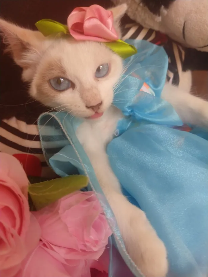 Gato ra a SEM RAÇA DEFINIDA.  idade 2 a 6 meses nome SEM NOME.