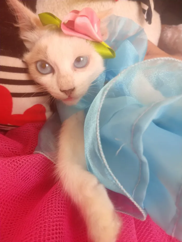 Gato ra a SEM RAÇA DEFINIDA.  idade 2 a 6 meses nome SEM NOME.