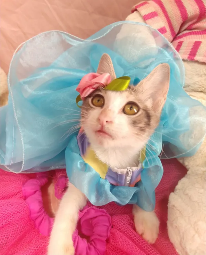 Gato ra a SEM RAÇA DEFINIDA.  idade 2 a 6 meses nome SEM NOME.