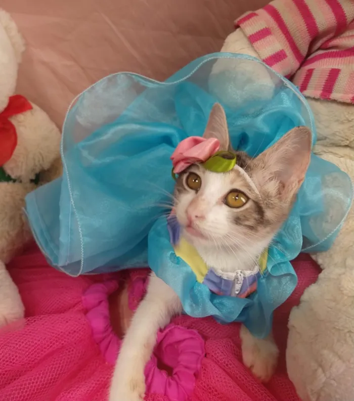 Gato ra a SEM RAÇA DEFINIDA.  idade 2 a 6 meses nome SEM NOME.