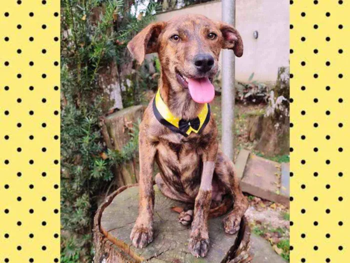 Cachorro ra a srd idade 2 a 6 meses nome IAN