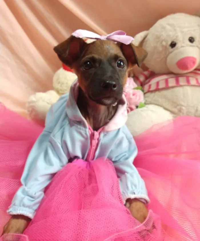 Cachorro ra a SEM RAÇA DEFINIDA.  idade Abaixo de 2 meses nome SEM NOME.