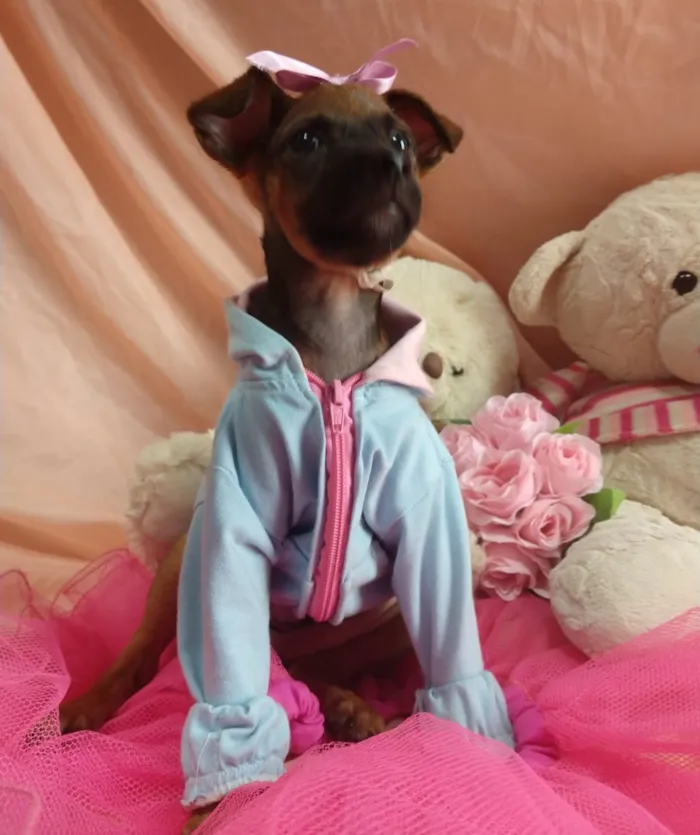 Cachorro ra a SEM RAÇA DEFINIDA.  idade Abaixo de 2 meses nome SEM NOME.