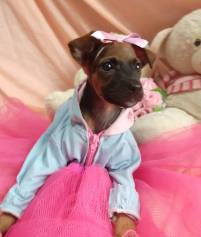 Cachorro ra a SEM RAÇA DEFINIDA.  idade Abaixo de 2 meses nome SEM NOME.