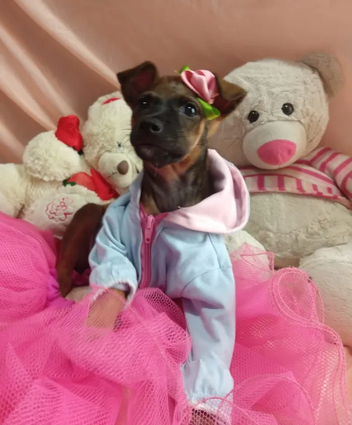 Cachorro ra a SEM RAÇA DEFINIDA.  idade Abaixo de 2 meses nome SEM NOME.
