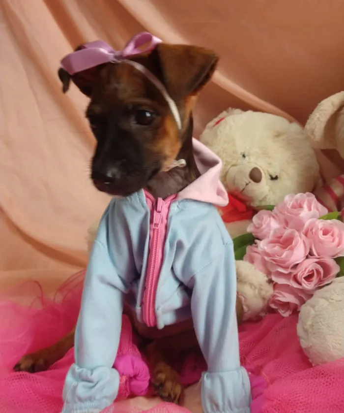 Cachorro ra a SEM RAÇA DEFINIDA.  idade Abaixo de 2 meses nome SEM NOME.