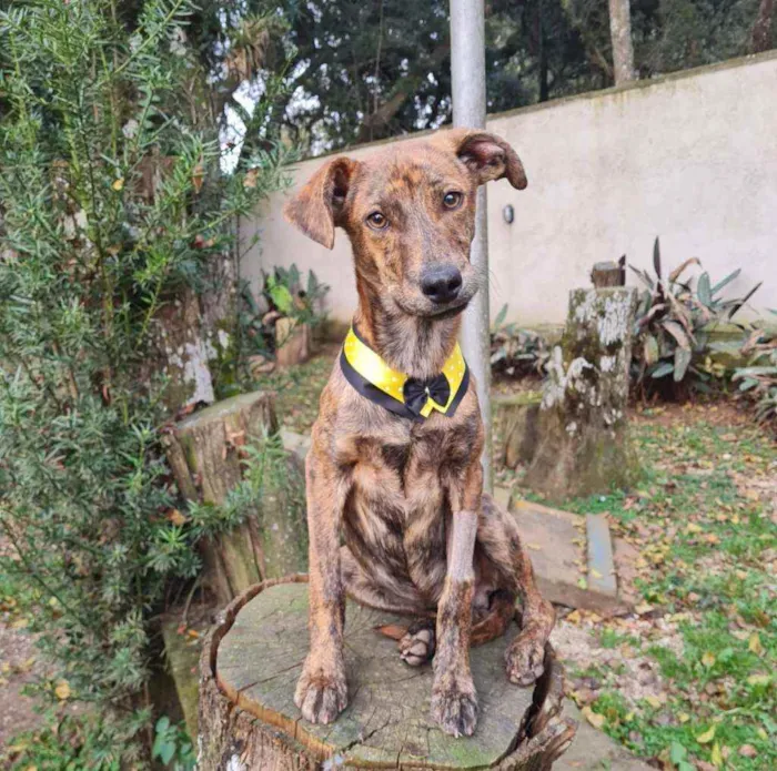 Cachorro ra a srd idade 2 a 6 meses nome IAN