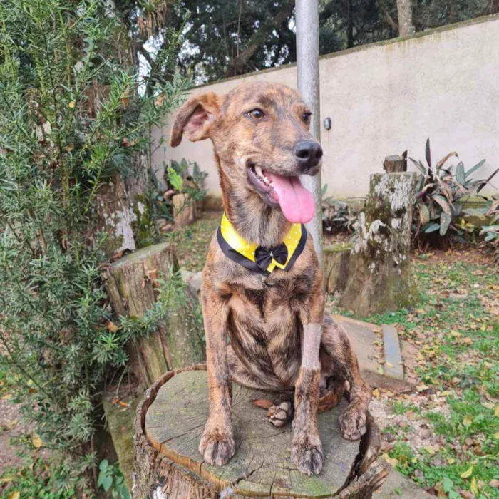 Cachorro ra a srd idade 2 a 6 meses nome IAN