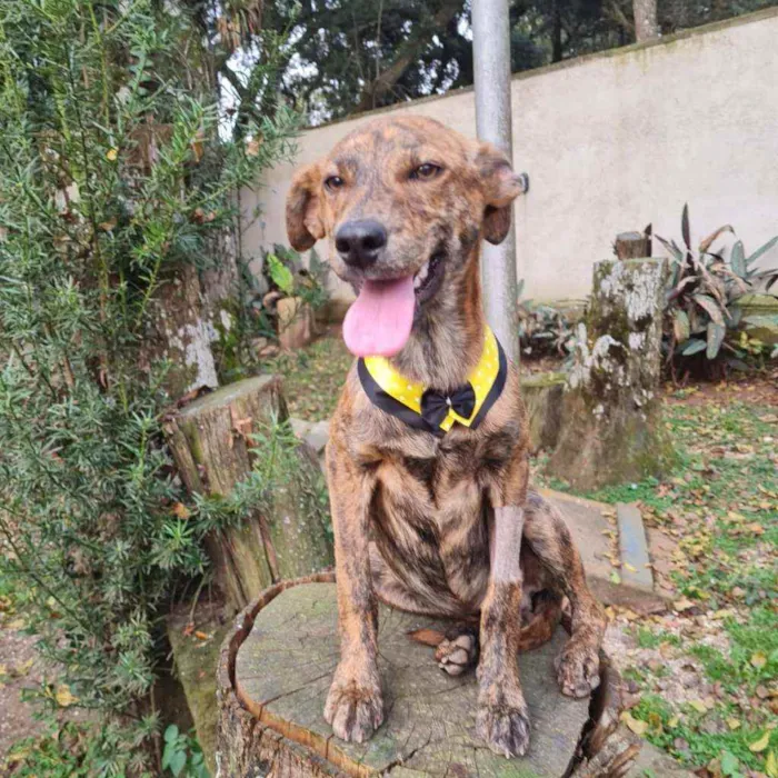 Cachorro ra a srd idade 2 a 6 meses nome IAN