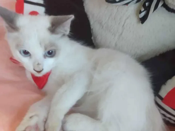 Gato ra a SEM RAÇA DEFINIDA.  idade 2 a 6 meses nome SEM NOME.