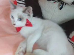 Gato raça SEM RAÇA DEFINIDA.  idade 2 a 6 meses nome SEM NOME.
