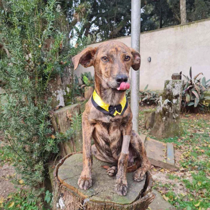 Cachorro ra a srd idade 2 a 6 meses nome IAN