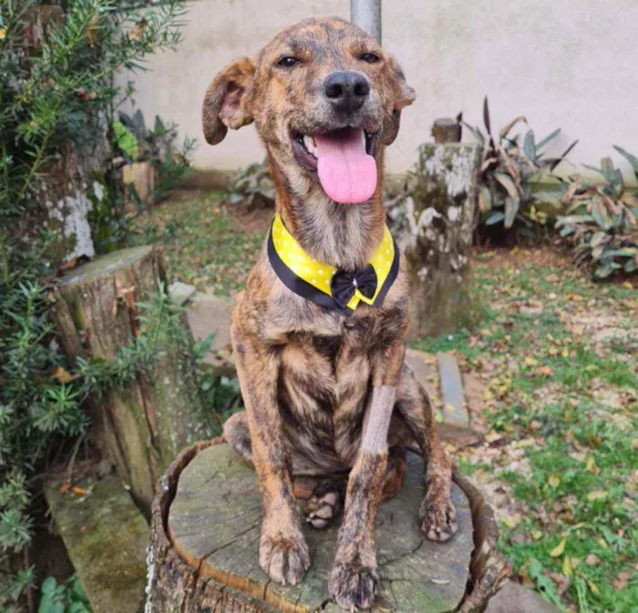 Cachorro ra a srd idade 2 a 6 meses nome IAN