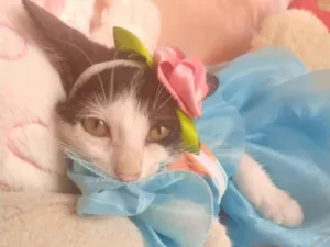 Gato raça SEM RAÇA DEFINIDA.  idade 2 a 6 meses nome SEM NOME.