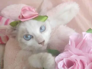 Gato raça SEM RAÇA DEFINIDA.  idade 2 a 6 meses nome SEM NOME.