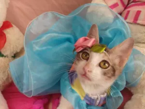Gato raça SEM RAÇA DEFINIDA.  idade 2 a 6 meses nome SEM NOME.