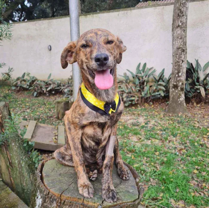 Cachorro ra a srd idade 2 a 6 meses nome IAN