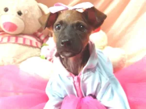 Cachorro raça SEM RAÇA DEFINIDA.  idade Abaixo de 2 meses nome SEM NOME.