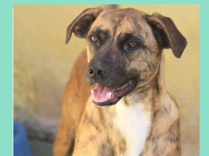 Cachorro raça  idade 1 ano nome JIMMY