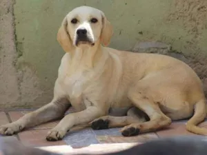 Cachorro raça  idade 5 anos nome CAUÊ