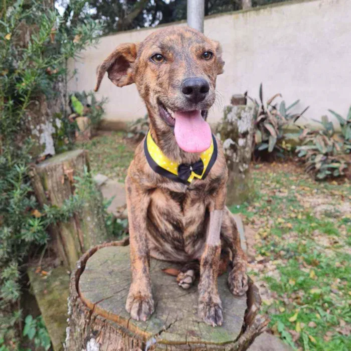 Cachorro ra a srd idade 2 a 6 meses nome IAN