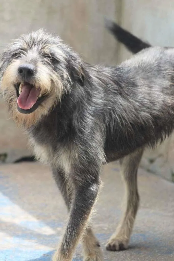 Cachorro raça  idade 2 anos nome BARNEY