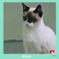 ALVIN